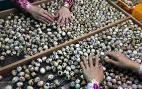 Giá trứng cút rớt thảm còn 200 đ/quả, 20.000 đ mua được cả trăm quả Giá trứng cút rớt thảm còn 200 đ/quả, 20.000 đ mua được cả trăm quả